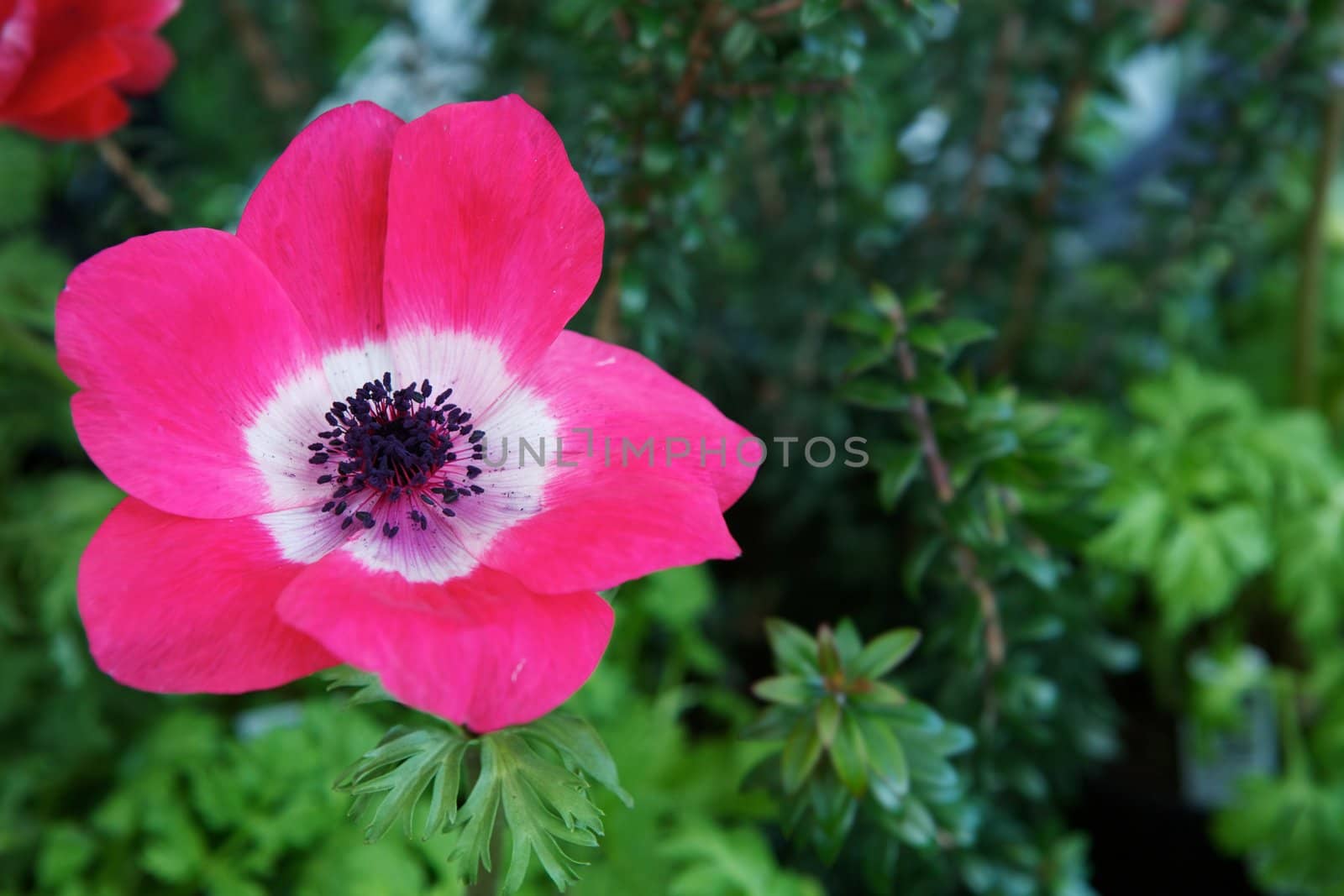Wide open bloom of red pink poppy with soft green plant background