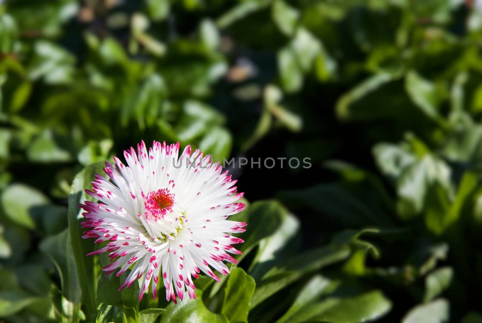 Blooming small Violet tipped chrysanthemum with soft focus green leaf background