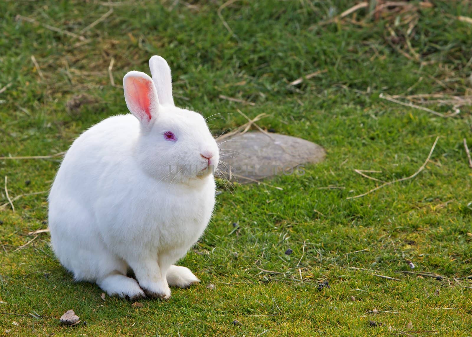 Pink eyed white Bunnyor rabbit on a grass field