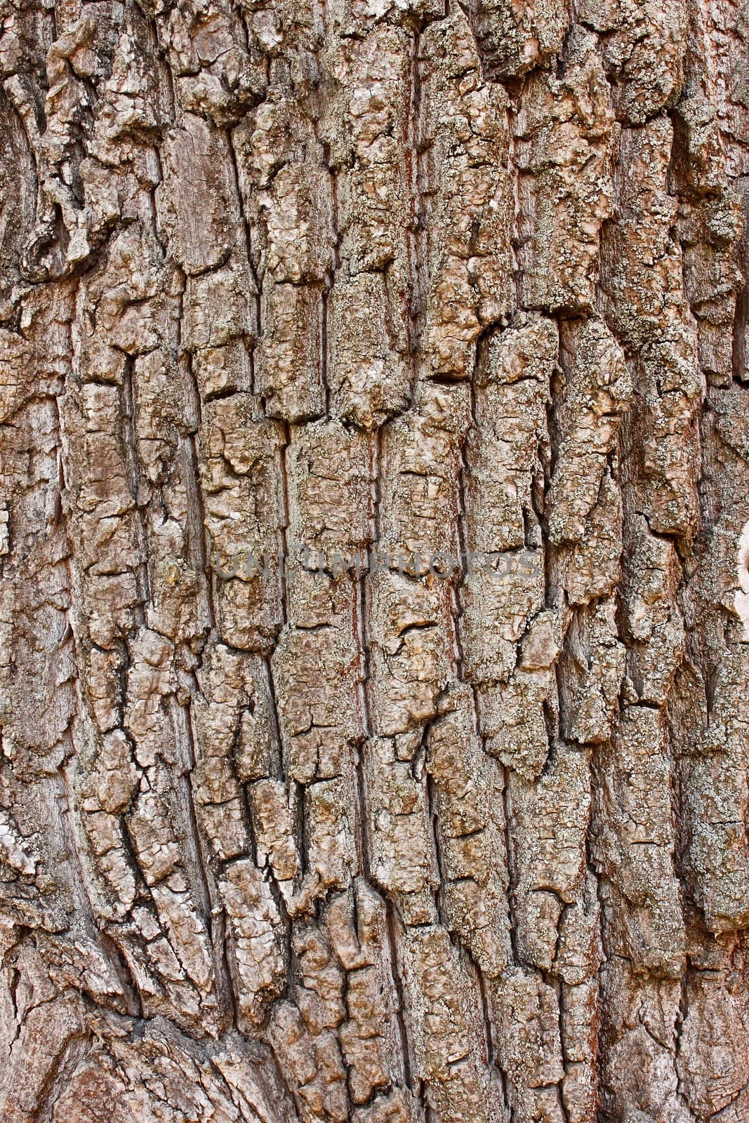 Fragment the cracked bark of the old tree covered with tiny lichen 