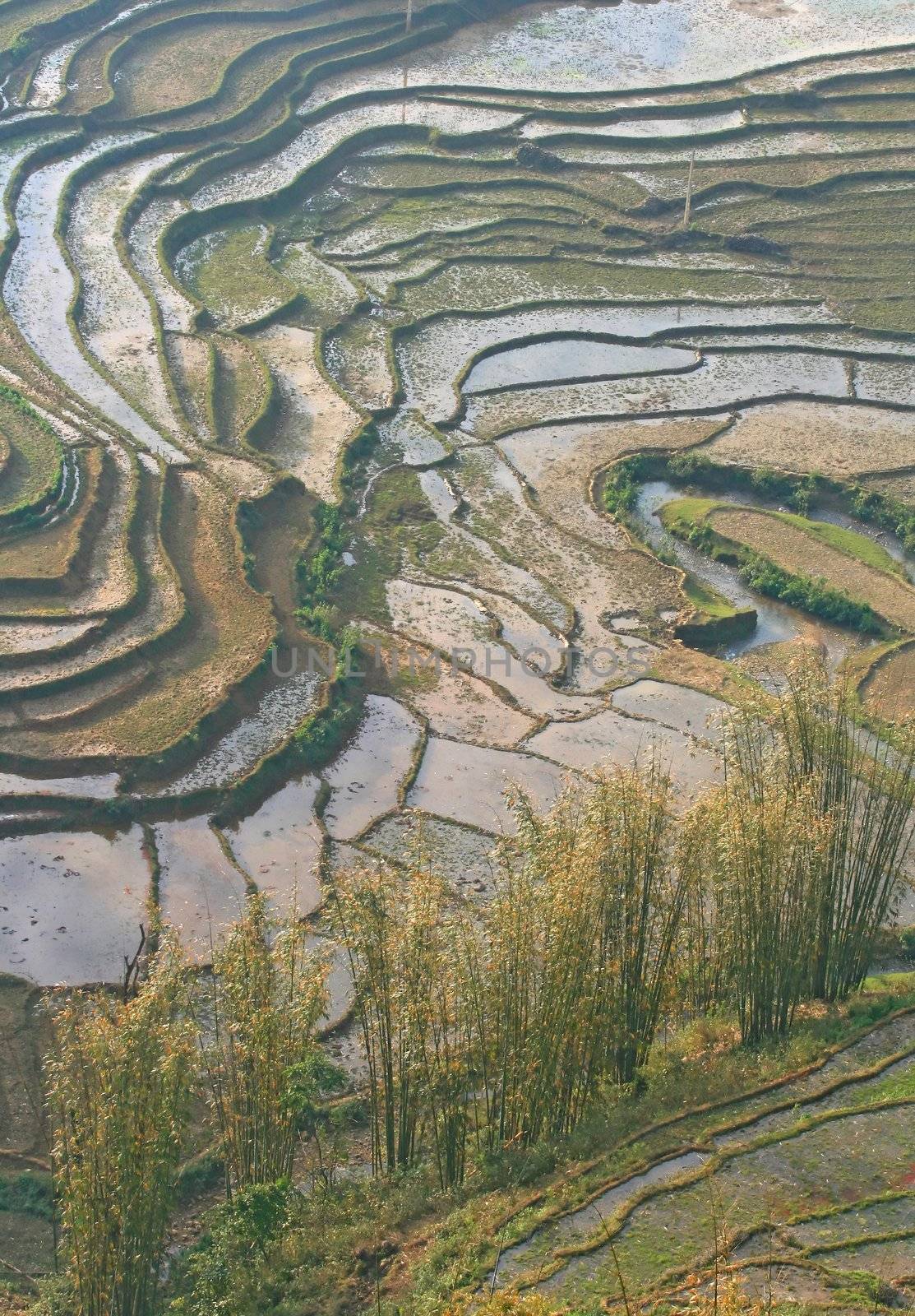 Traditional Ladder Farming, Rice Paddle Fields, in Sapa Vietnam