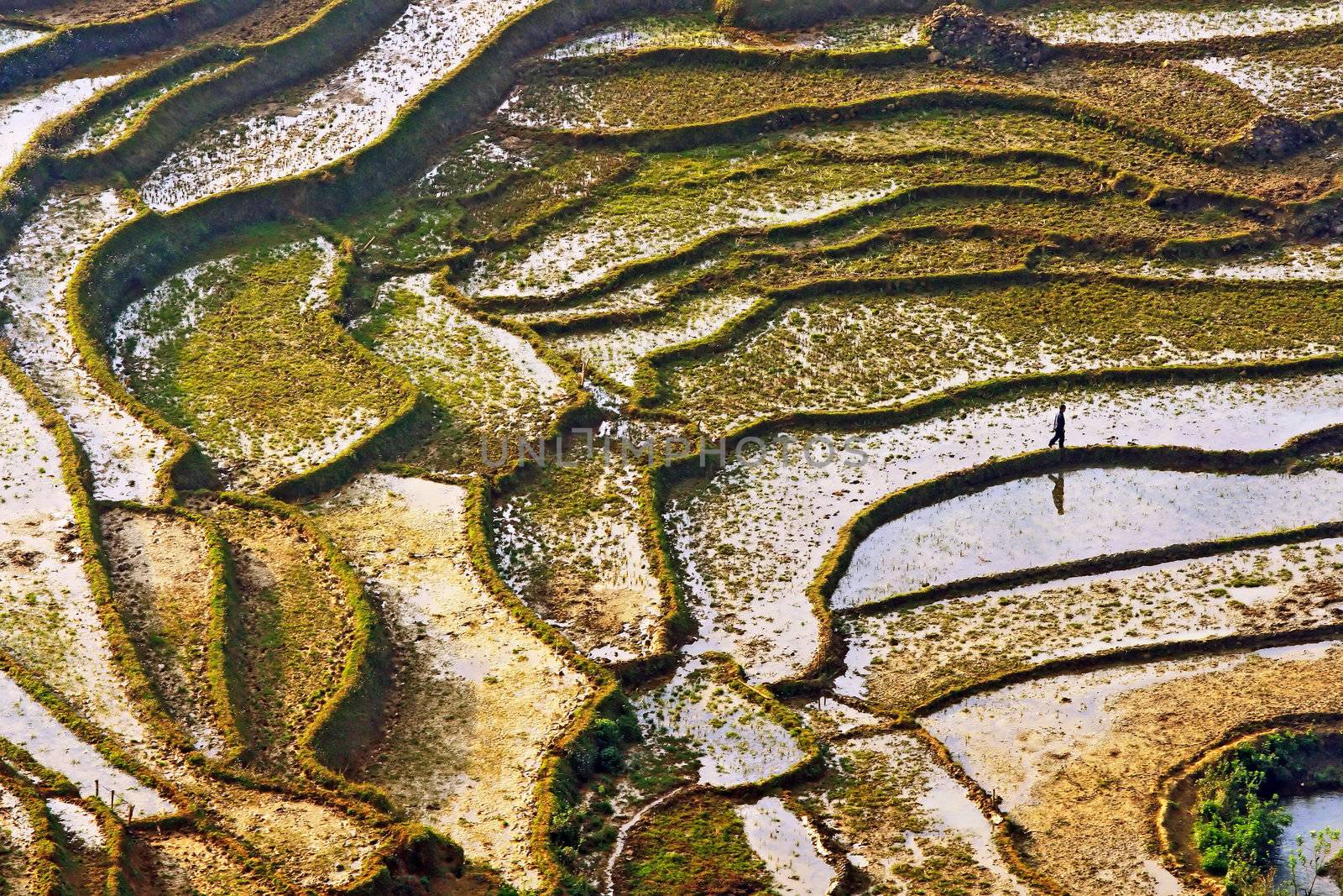 Farmer walking Along Paddle Rice Fields in Sapa, Vietnam