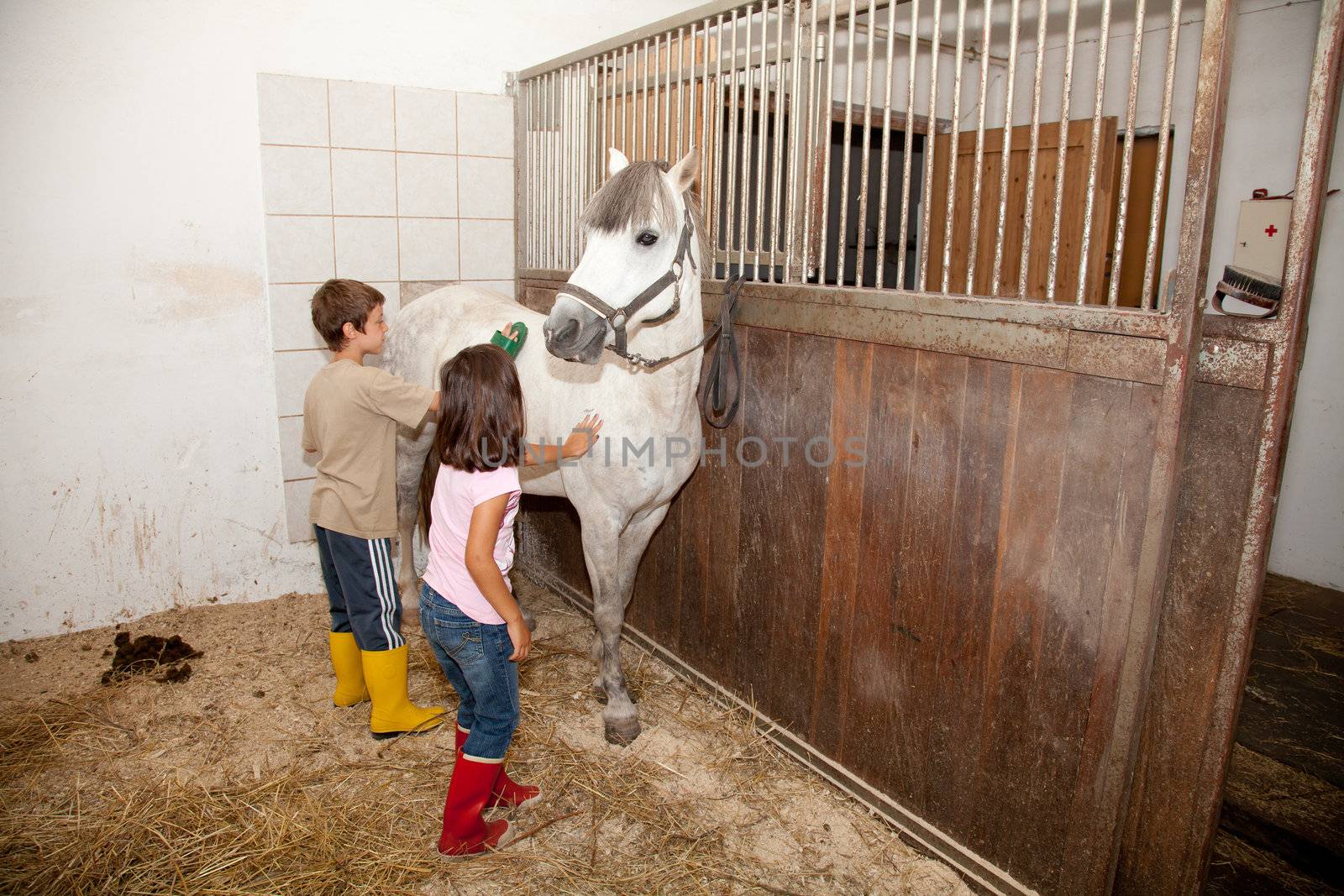 Little kids - boy and girl - grooming, cleaning aand taking care of a horse in a horse stall.