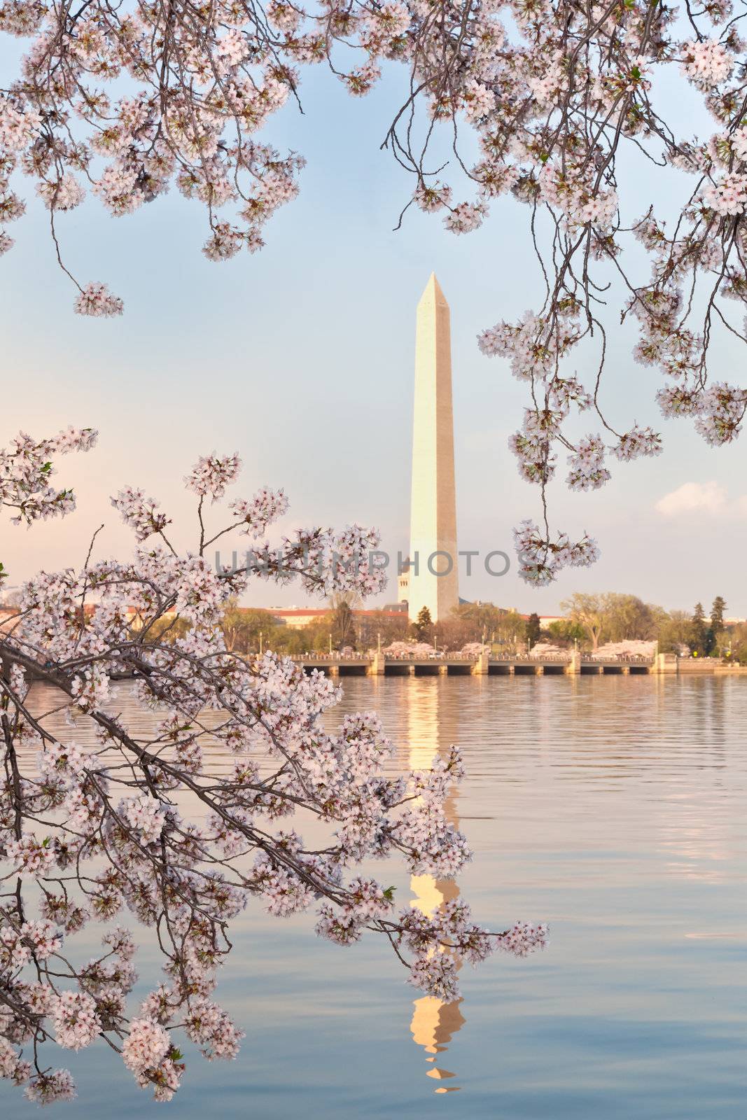 Washington DC Washington Monument Framed by Cherry Blossoms Bran by DashaRosato