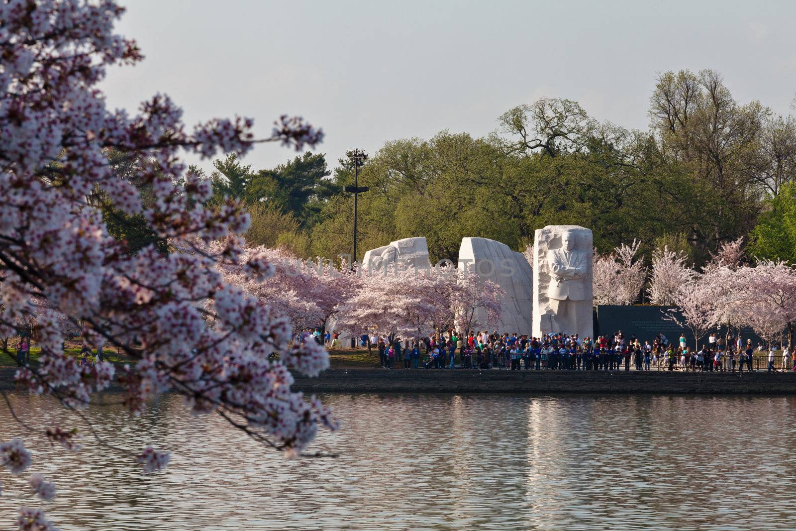 Cherry blossoms around the Tidal Basin in Washington DC with Martin Luther King Memorial