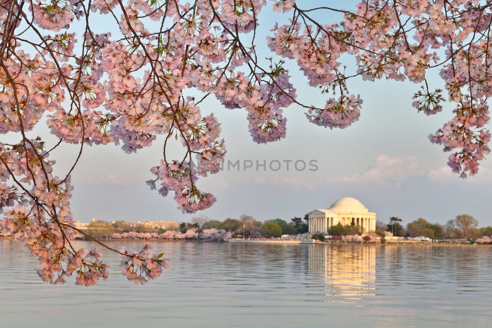 Washington DC Jefferson Memorial Framed by Cherry Blossoms by DashaRosato