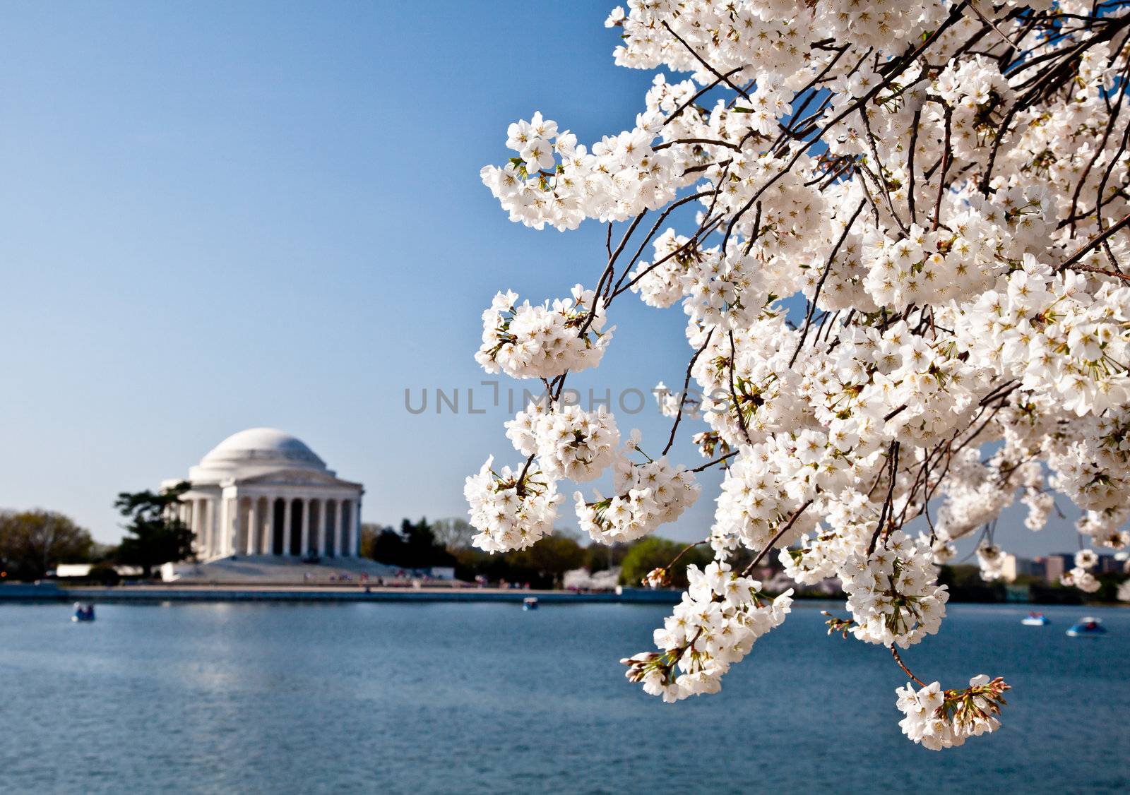 Washington DC Jefferson Memorial with Cherry Blossoms by DashaRosato