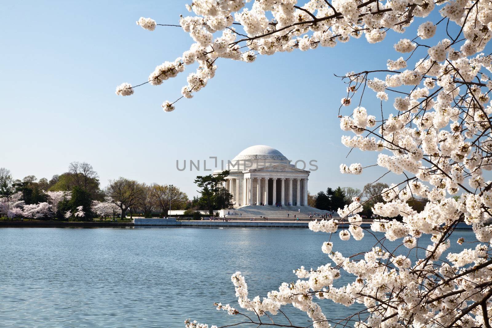 Cherry blossoms around the Tidal Basin in Washington DC with Jefferson Memorial
