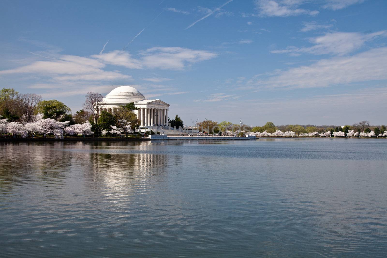 Cherry blossoms around the Tidal Basin in Washington DC with Jefferson Memorial