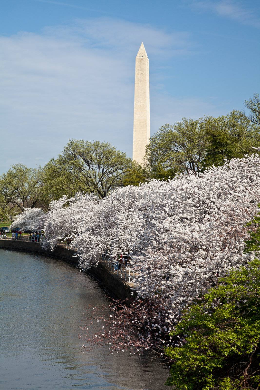 Cherry blossoms around the Tidal Basin in Washington DC with the Washington Monument