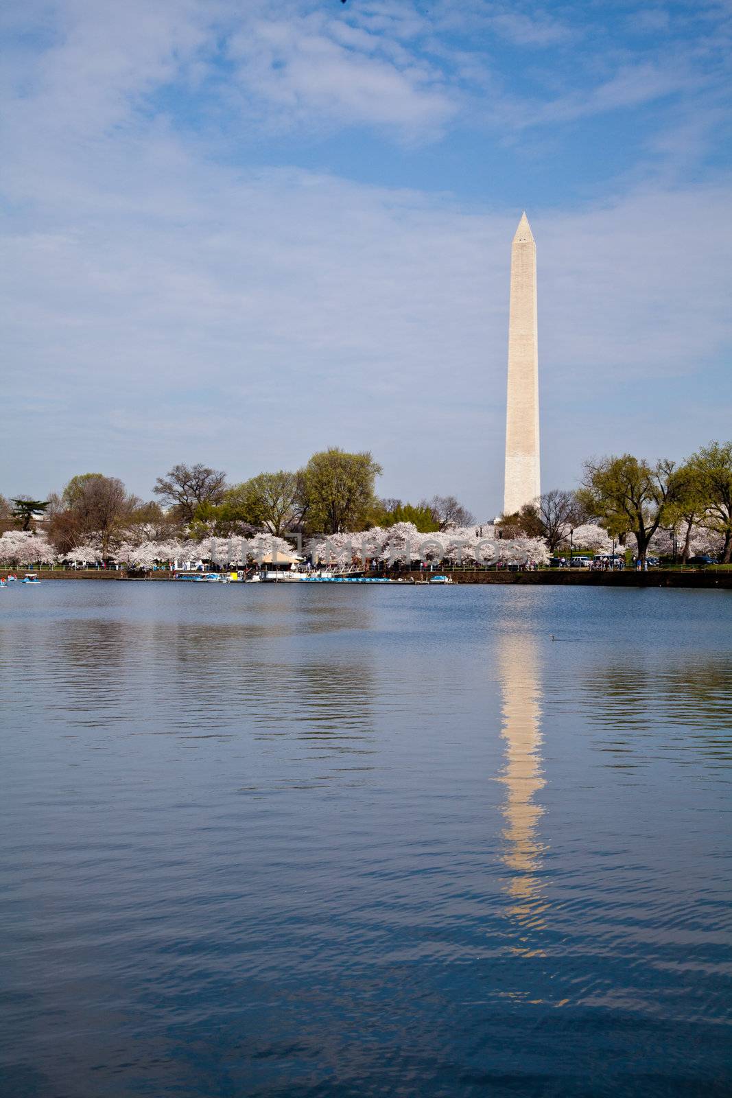 Cherry blossoms around the Tidal Basin in Washington DC with the Washington Monument