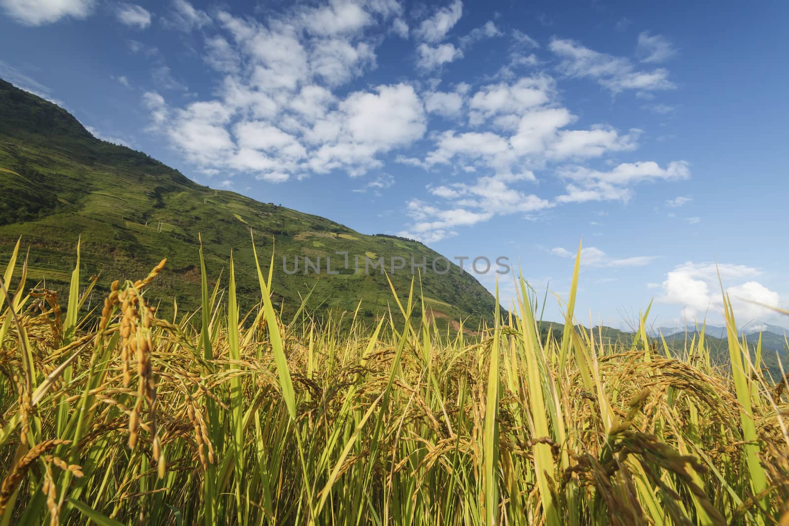 Rice terraces in the mountains by jame_j@homail.com