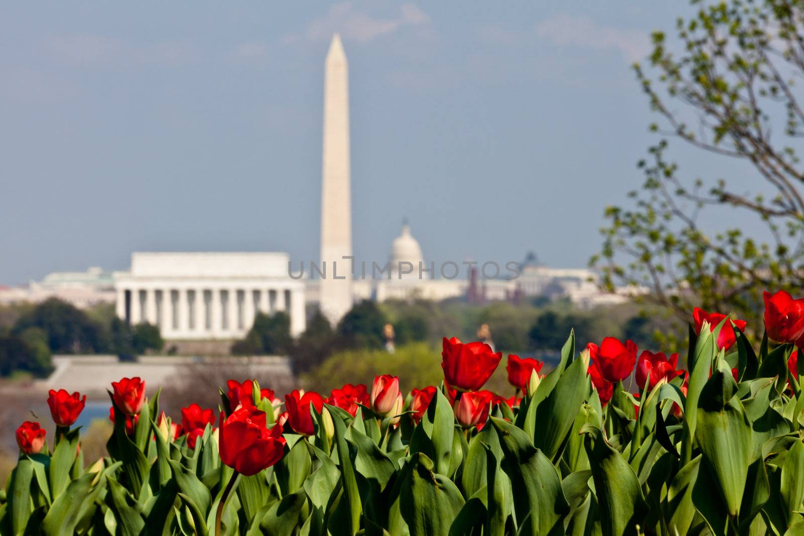Washington DC Skyline with Lincoln Memorial, Washington Monument by DashaRosato