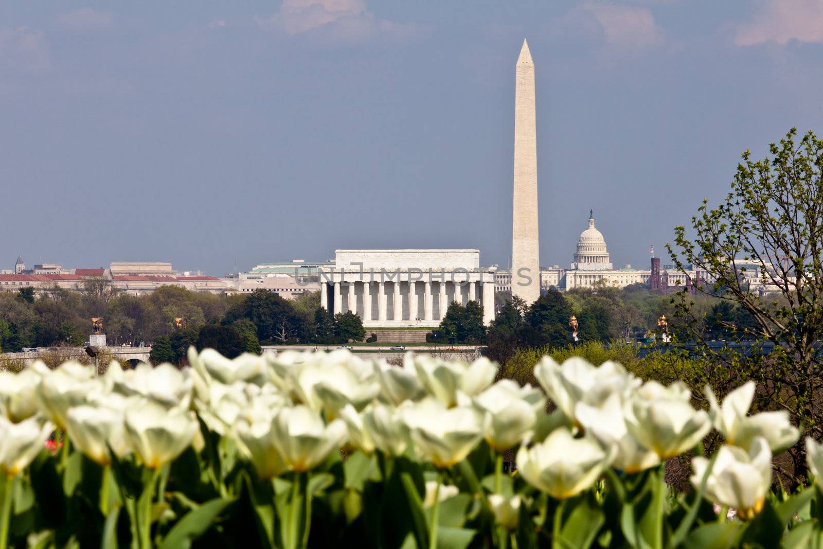 View of Washington DC skyline in late afternoon on a sunny day with Lincoln Memorial, Washington Monument and the Capitol with out of focus blooming white tulips in the foreground