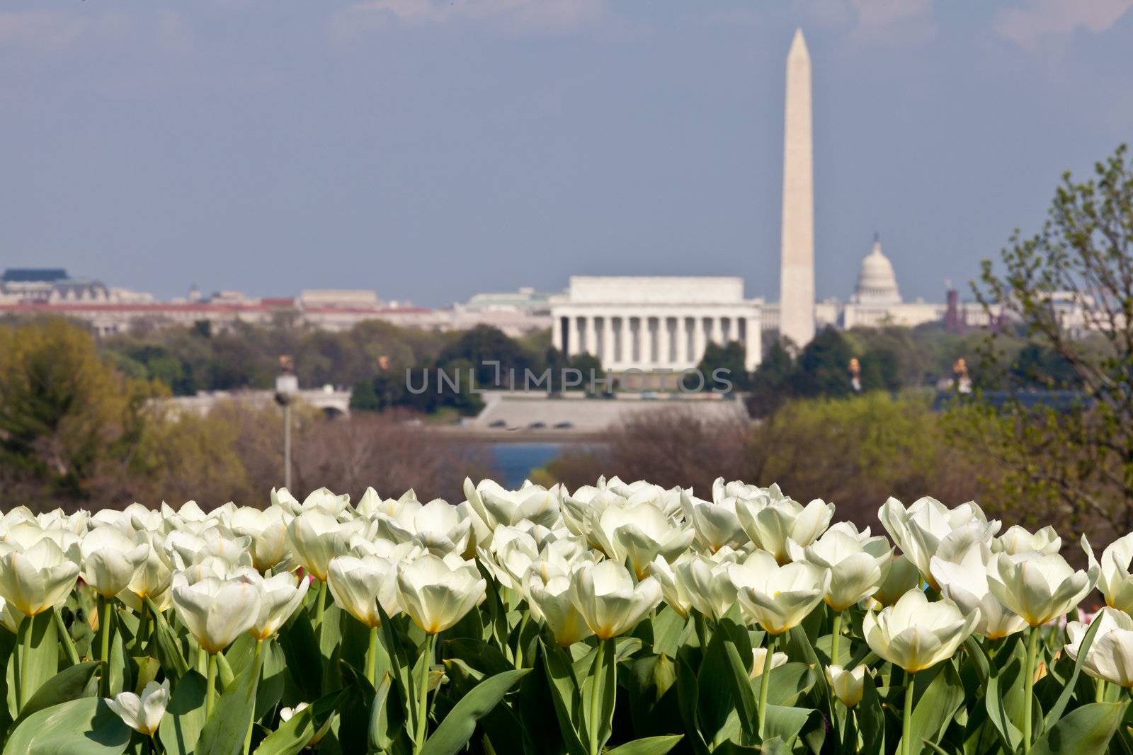 Close up of blooming white tulips in the foreground with an out of focus view of Washington DC skyline in late afternoon on a sunny day with Lincoln Memorial, Washington Monument and the Capitol
