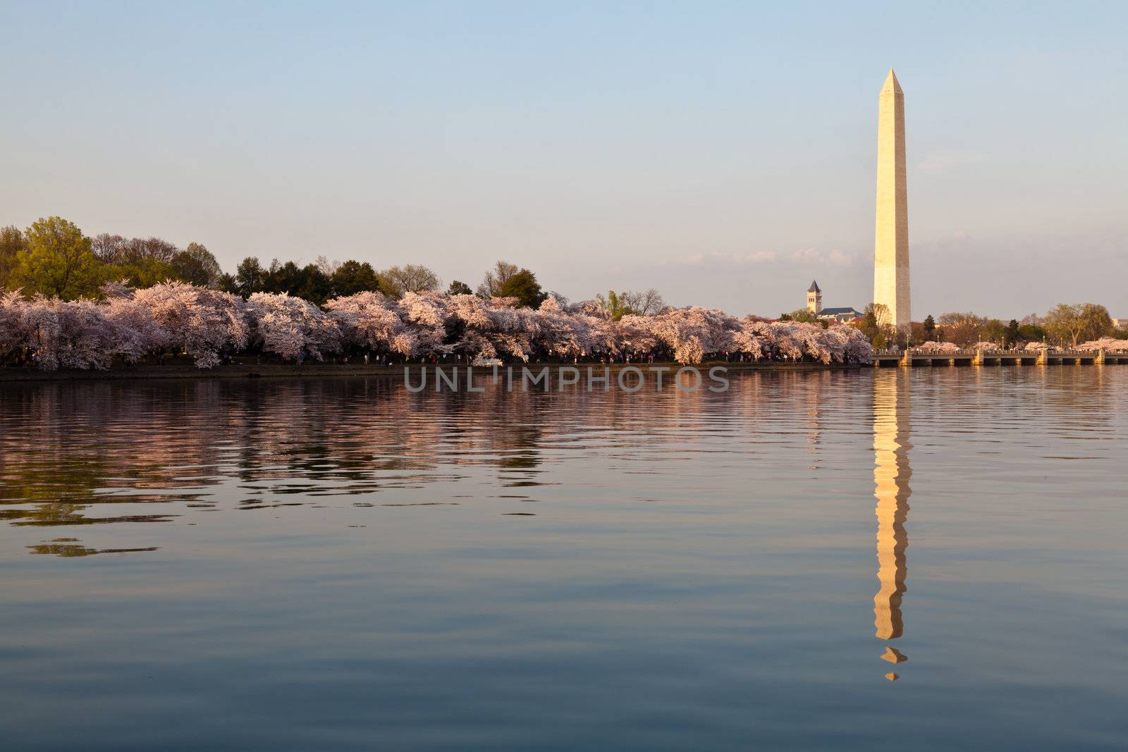 Cherry blossoms around the Tidal Basin in Washington DC with the Washington Monument reflected in the water.
