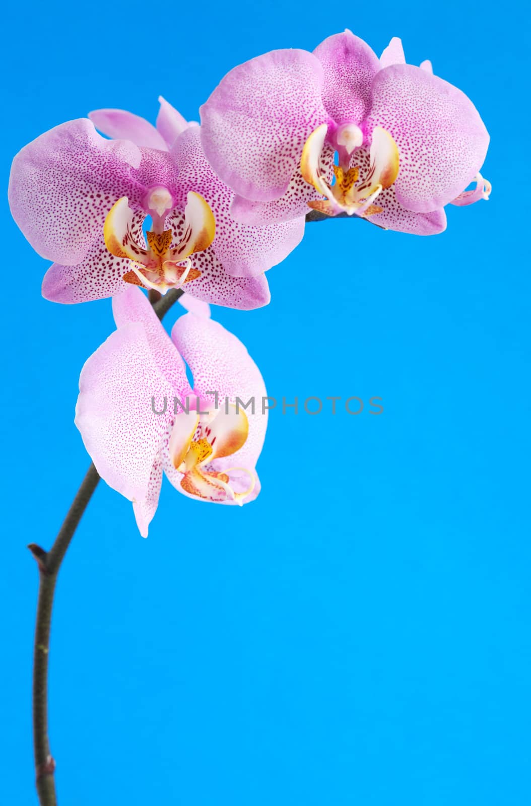 Closeup of beautiful purple orchid on blue background with free space