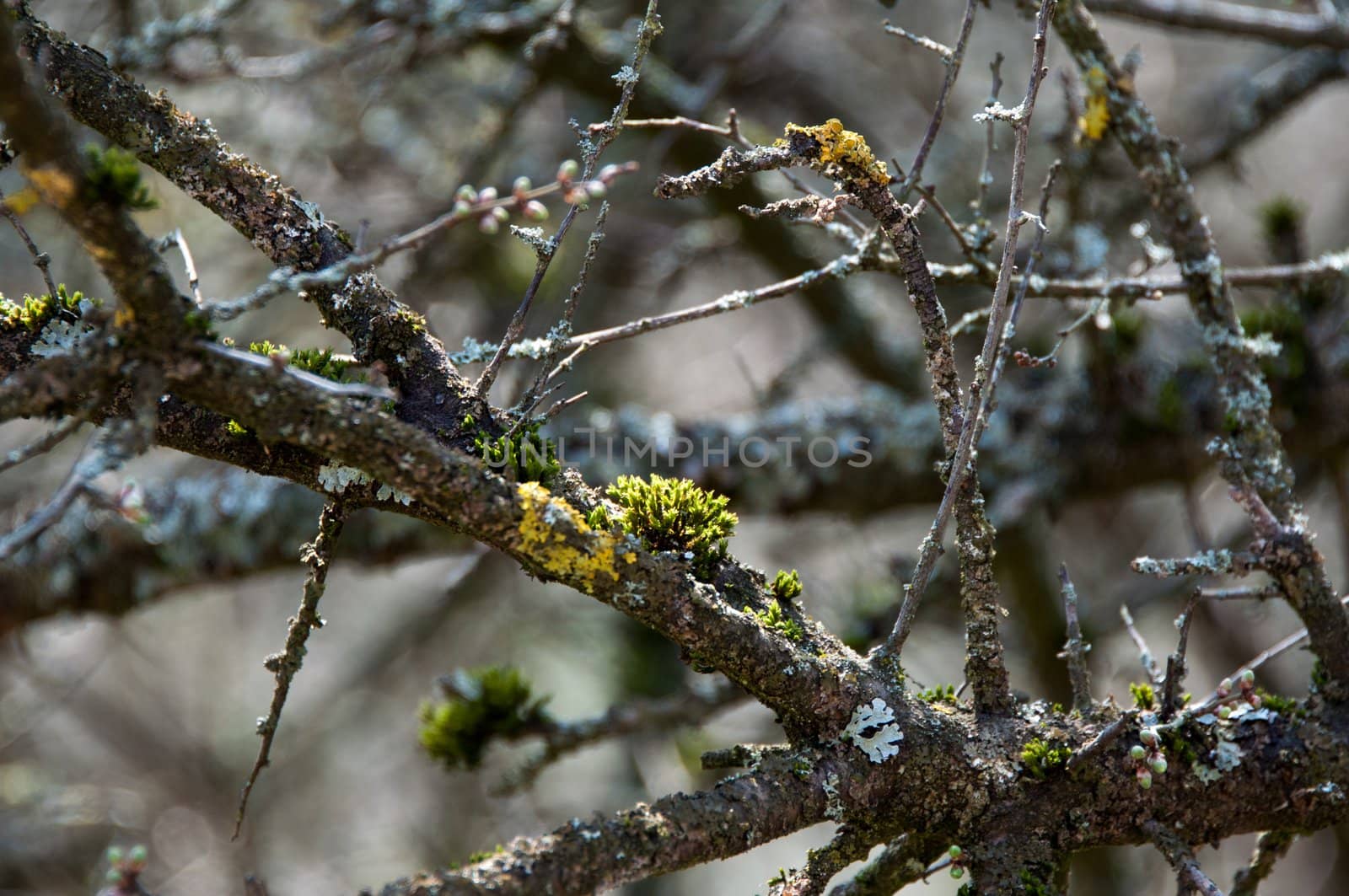 lichen and fresh buds on a dried out old branch on a sunny day