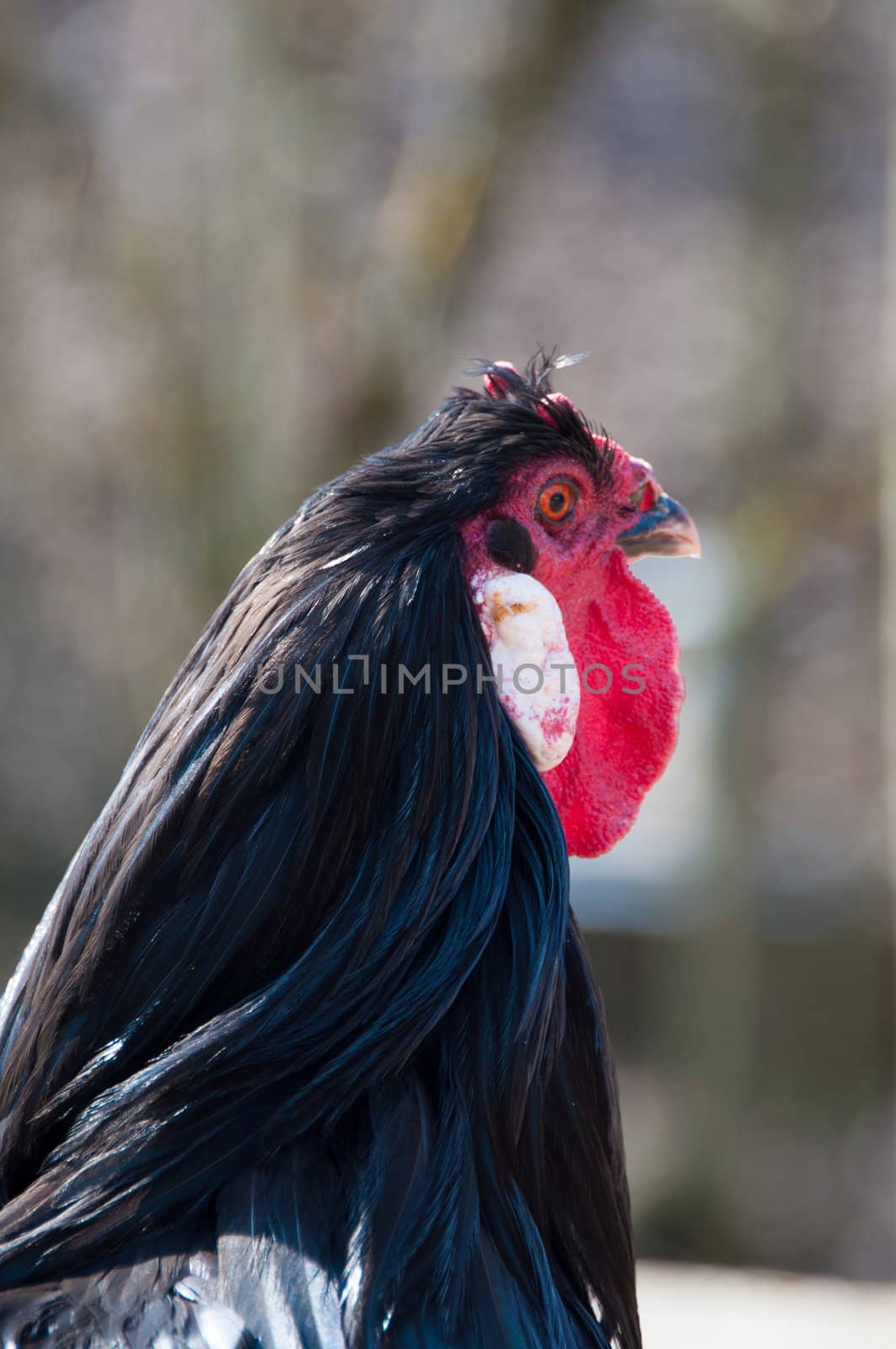 Closeup of a crowing cock rooster´s head