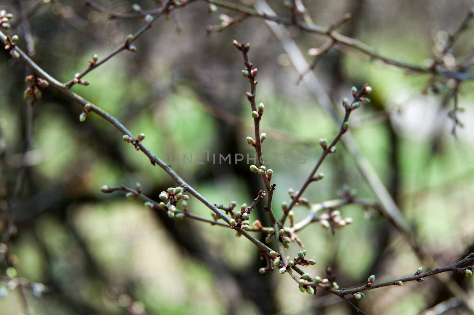 new buds of an old fruit tree in early spring