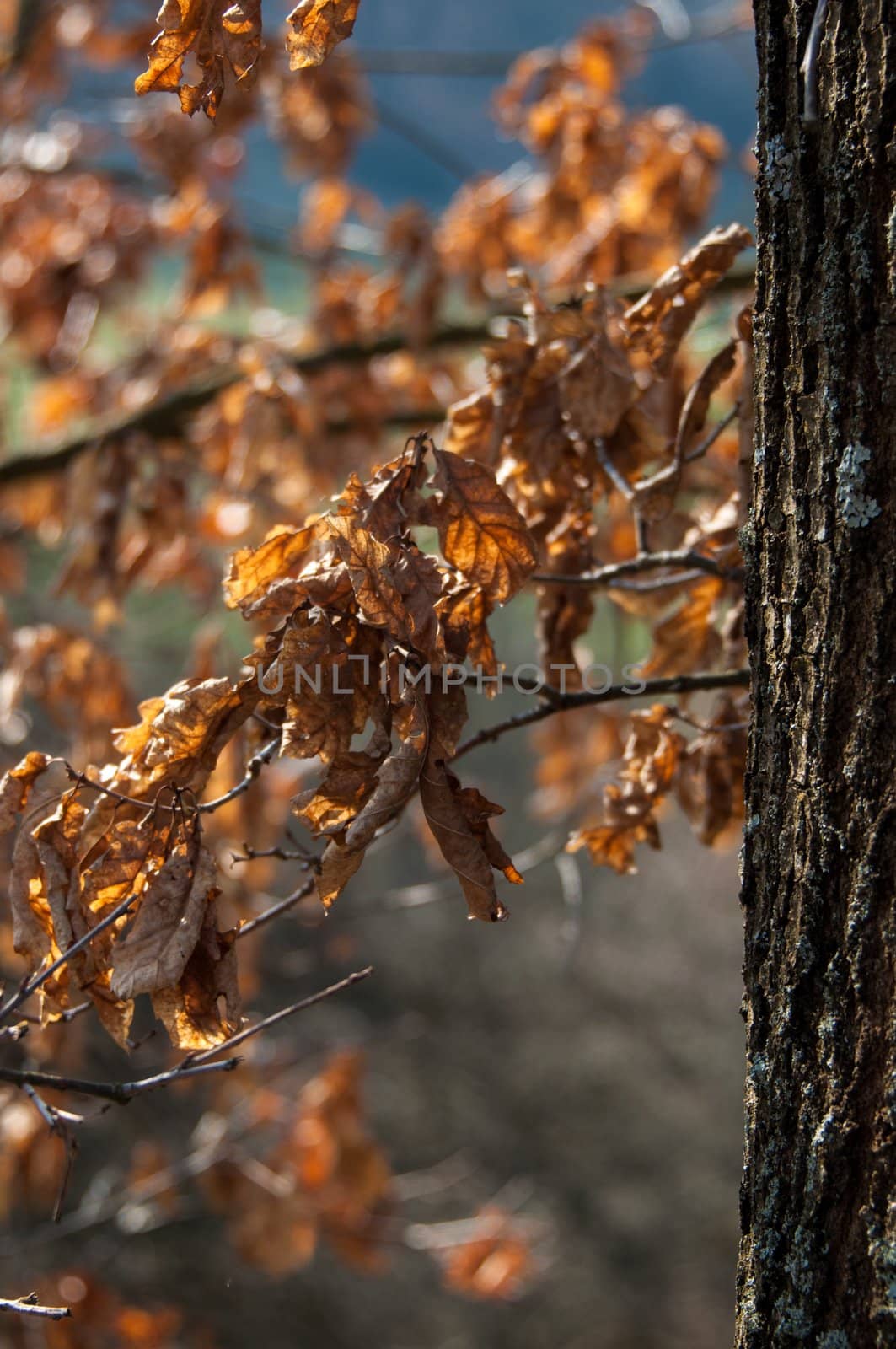 Nice autumn scene in beech forest with great sunlight