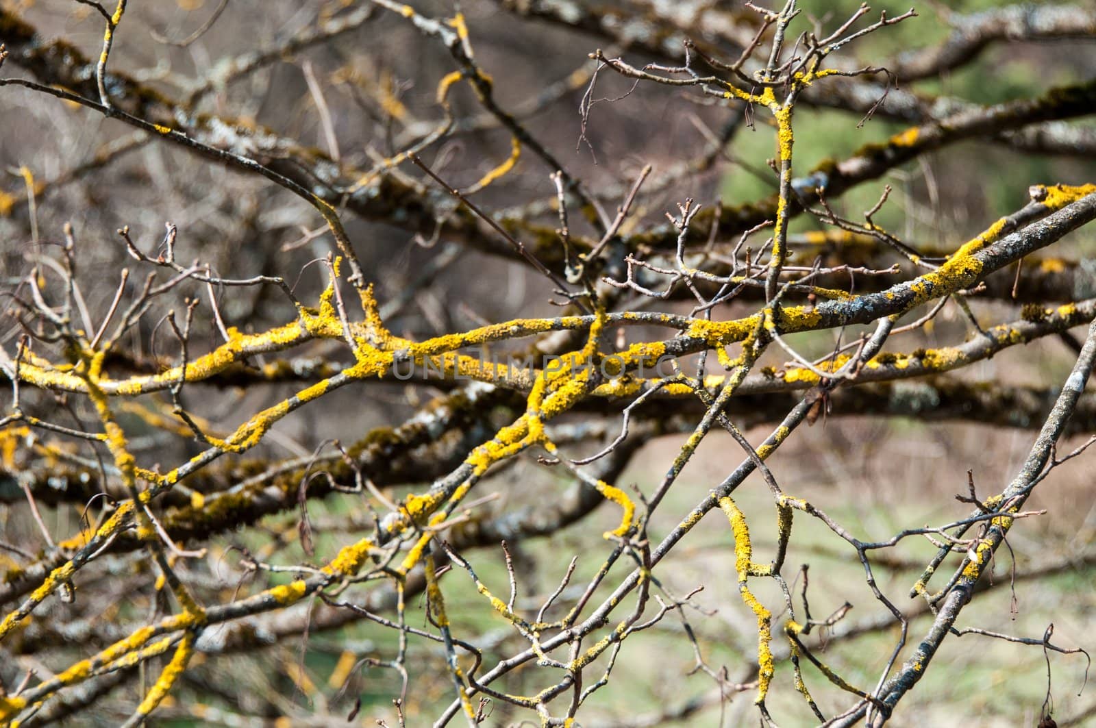 lichen on a dried out old branch on a sunny day.