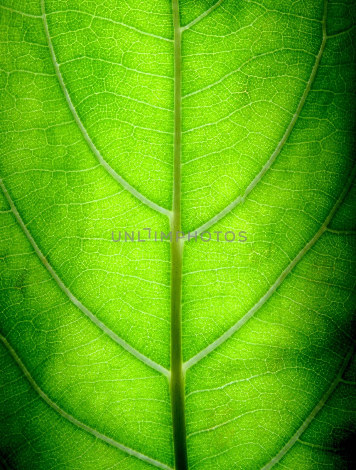Macro shots of a big green leaf
