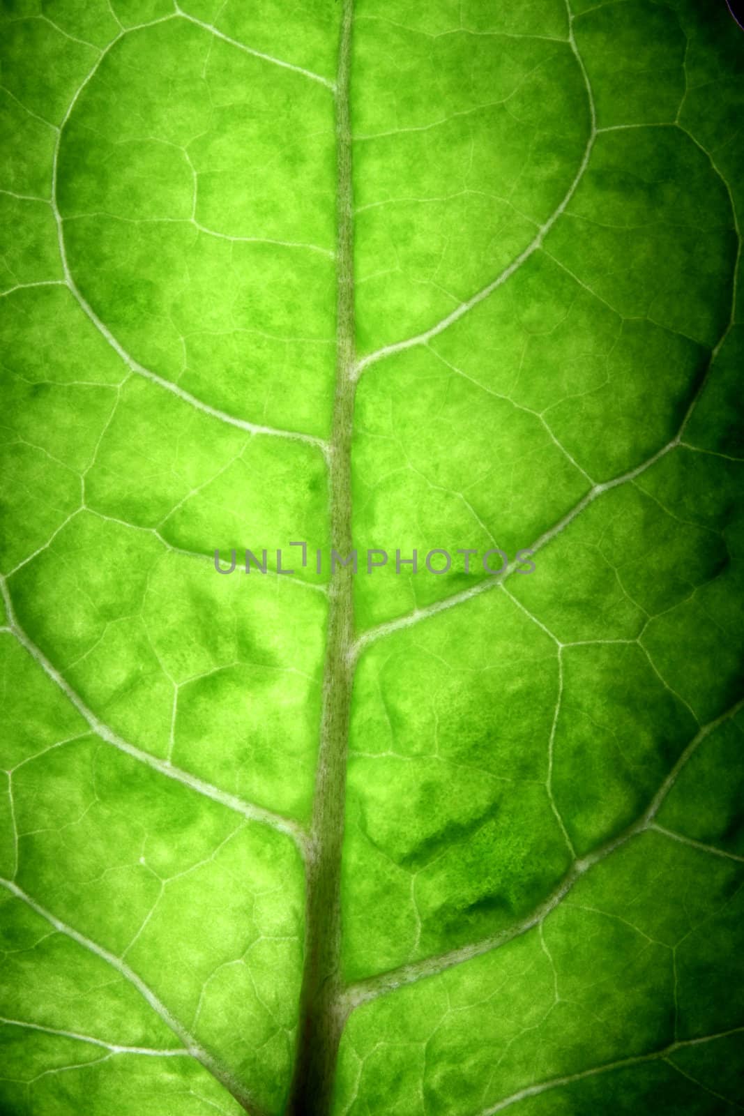 Macro shots of a big tree leaf lighted at the back