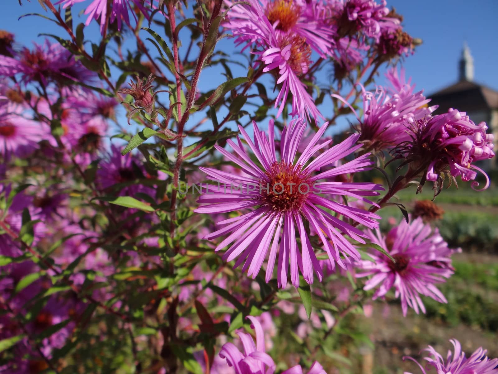 Closeup of asters in sunny autumn