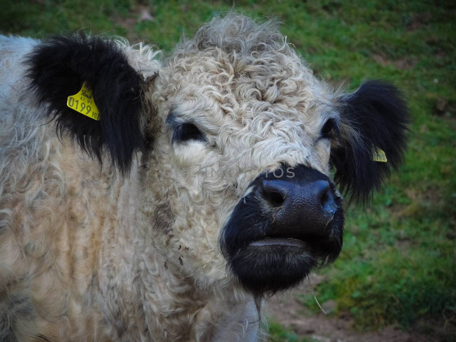 Close Up of a Highland cattle