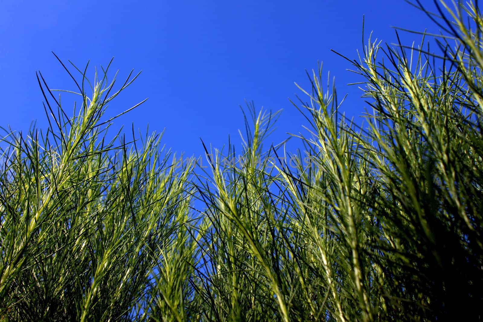 Stick leaves of an ornamental plants isolated on clear blue sky