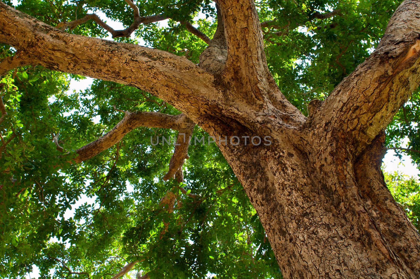 Big tree trunk with chapped crust and green crown on background