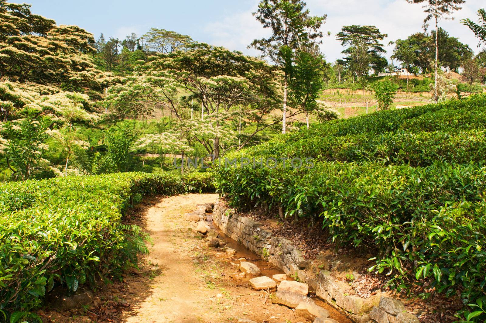 Tea plantations with green tea bushes and path. Nuwara Eliya, Sri Lanka