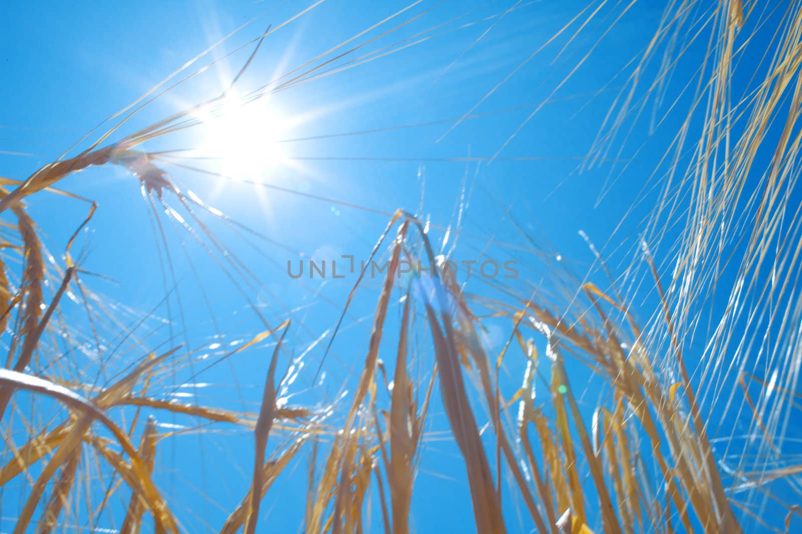 growing wheat and sun in the sky