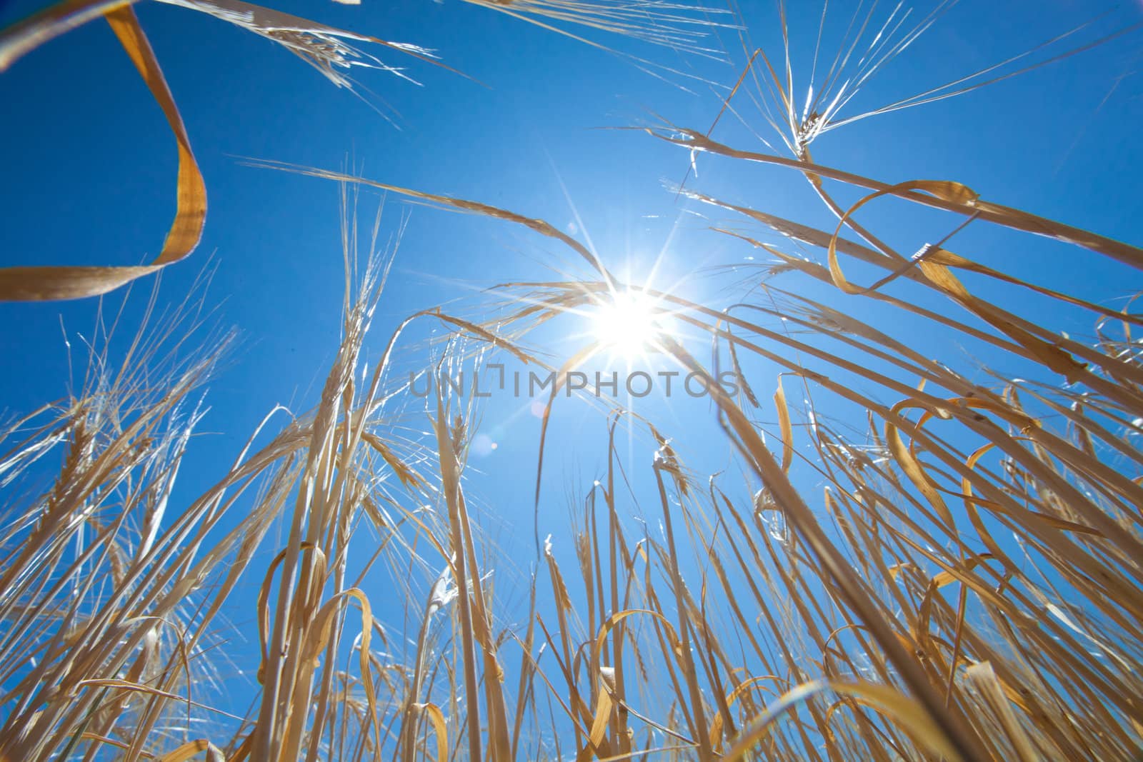 growing wheat and sun in the sky