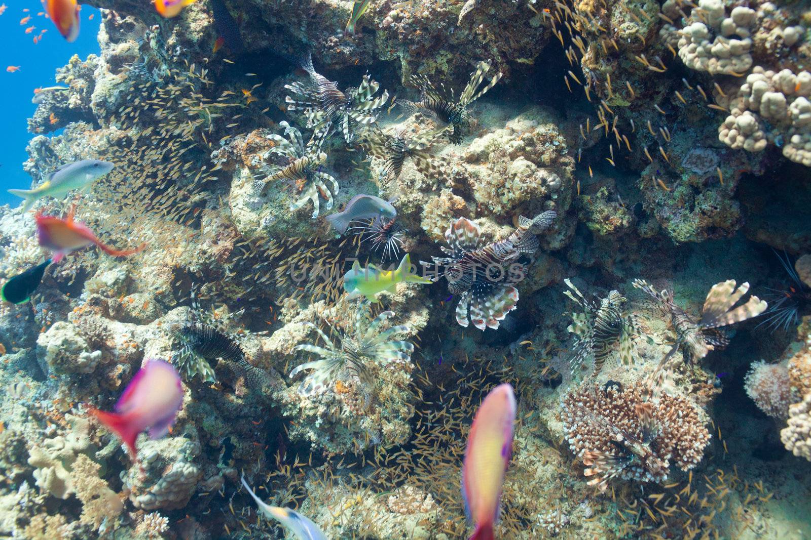 Lion fish and another fishes in the sea by vsurkov