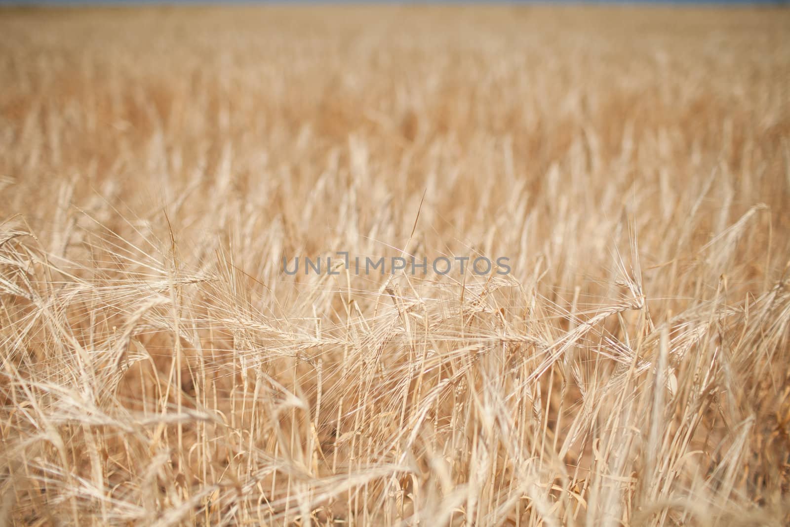 field of wheat by vsurkov