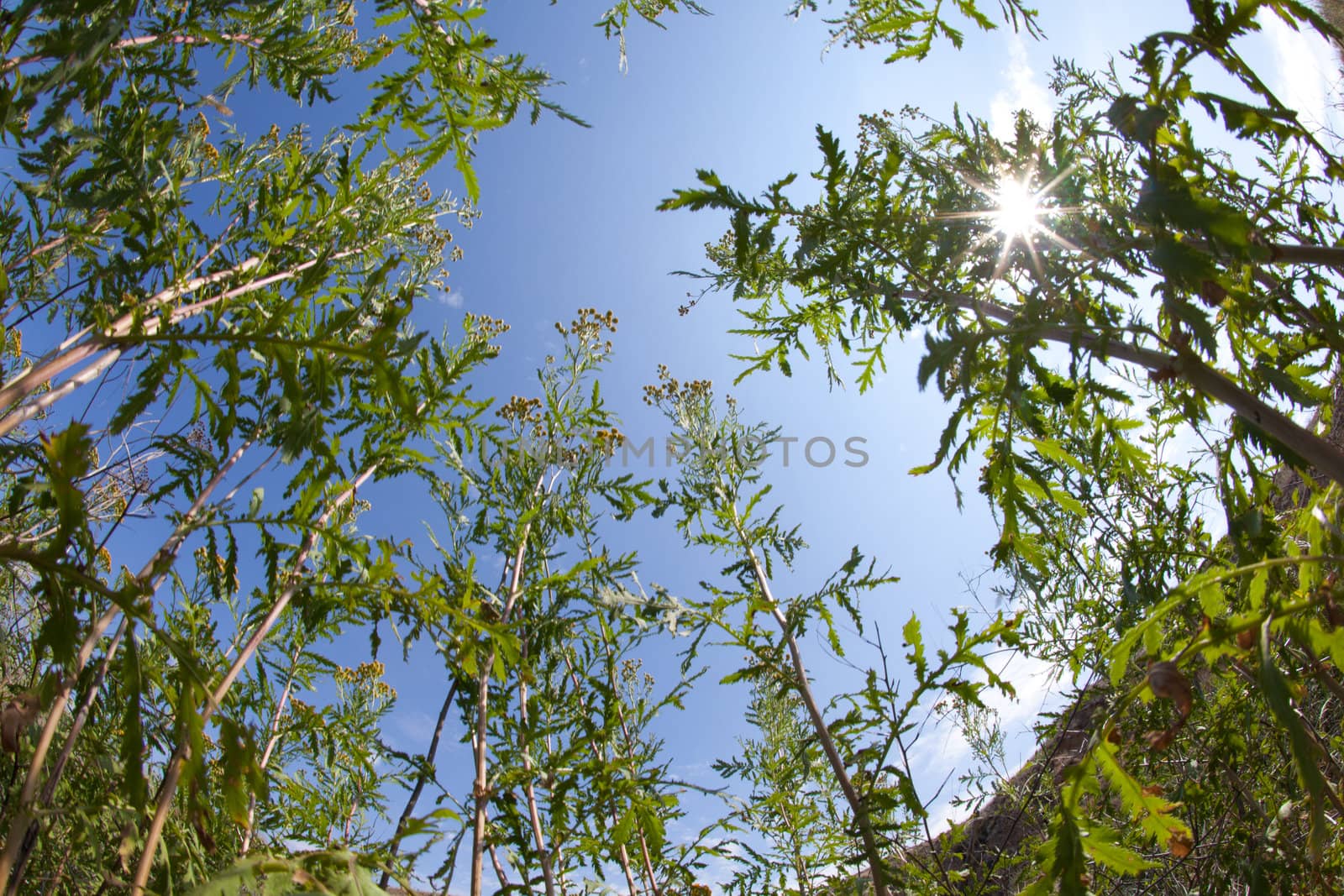 sunlight through the grass by vsurkov