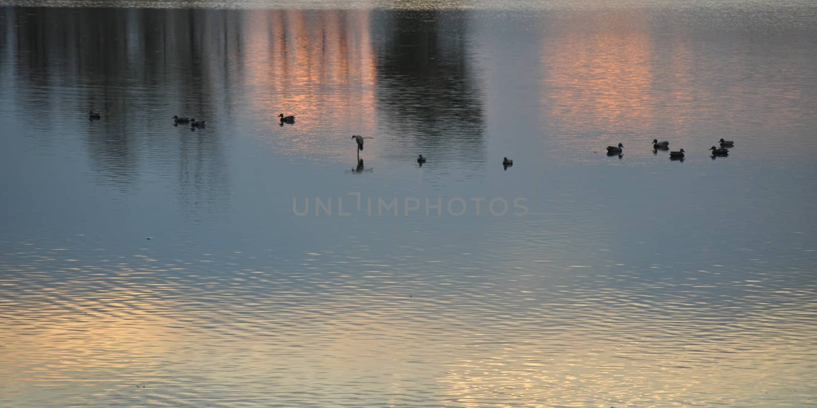 Ducks on the water by RefocusPhoto