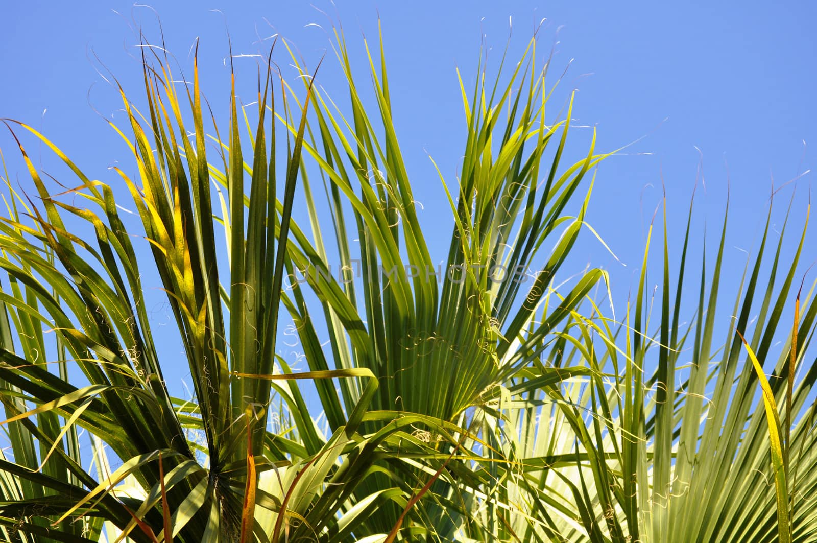 Blue sky through green fronds by RefocusPhoto