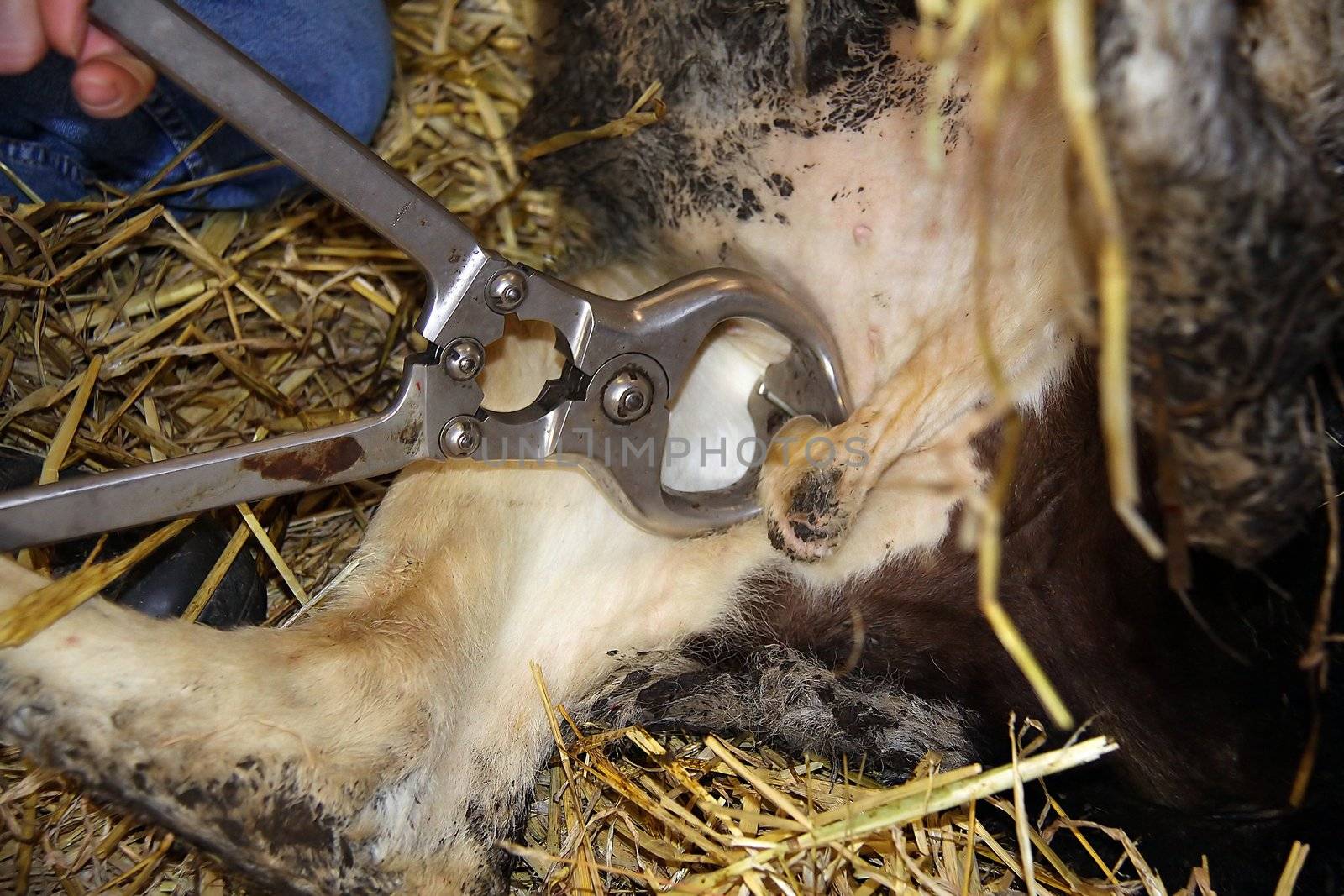 Castration of a bull calf by means of Burdizzo pliers