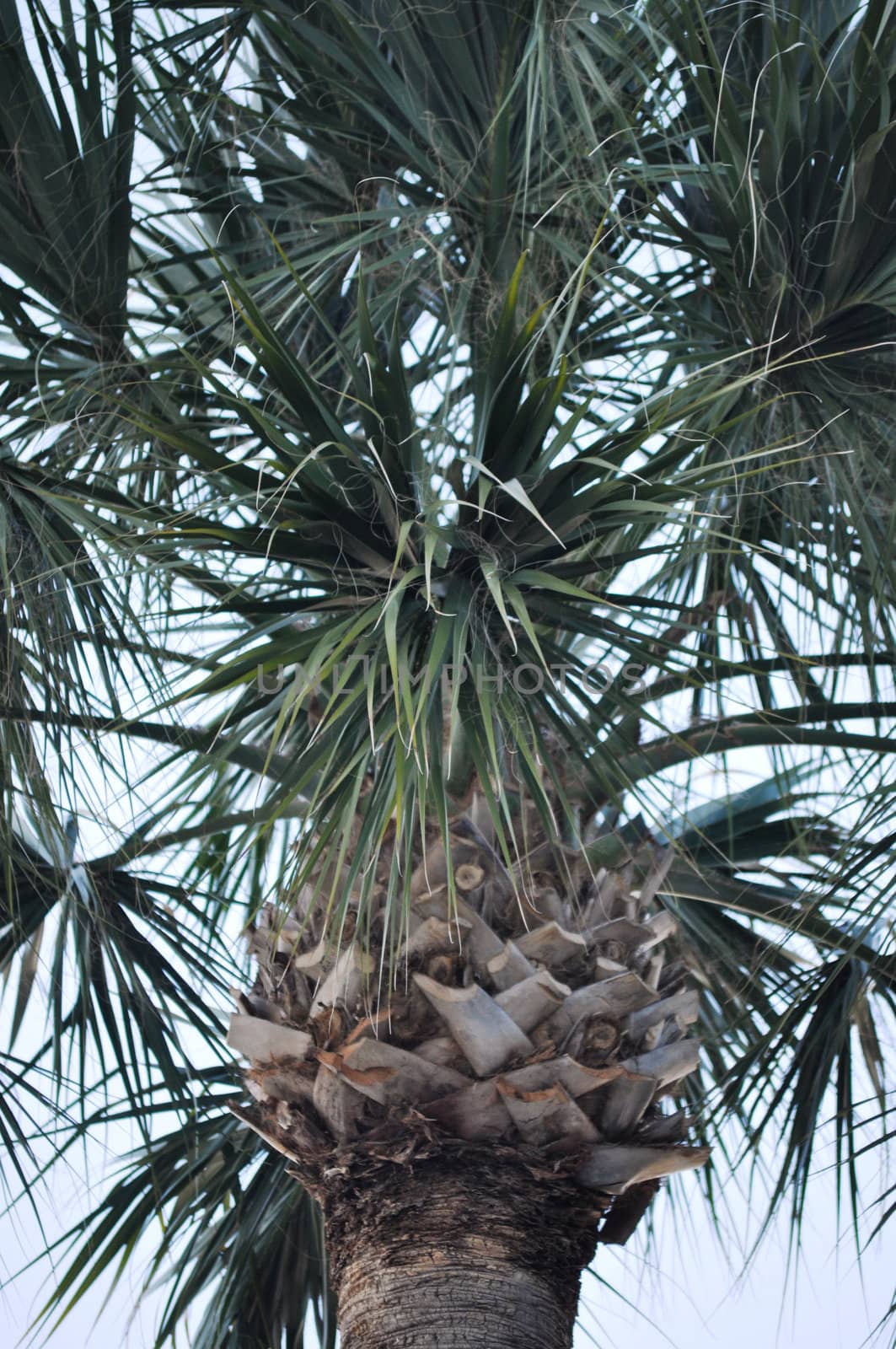 Palmetto Tree by RefocusPhoto