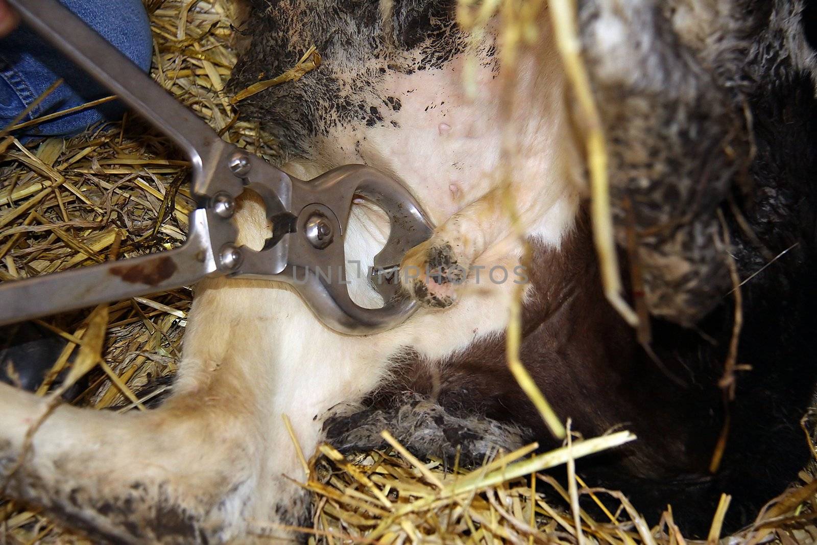 Castration of a bull calf by means of Burdizzo pliers
