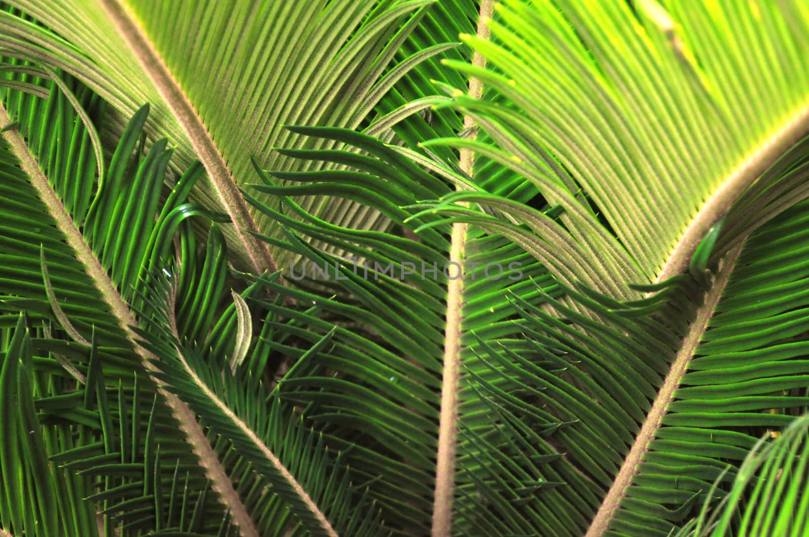 Green Fronds