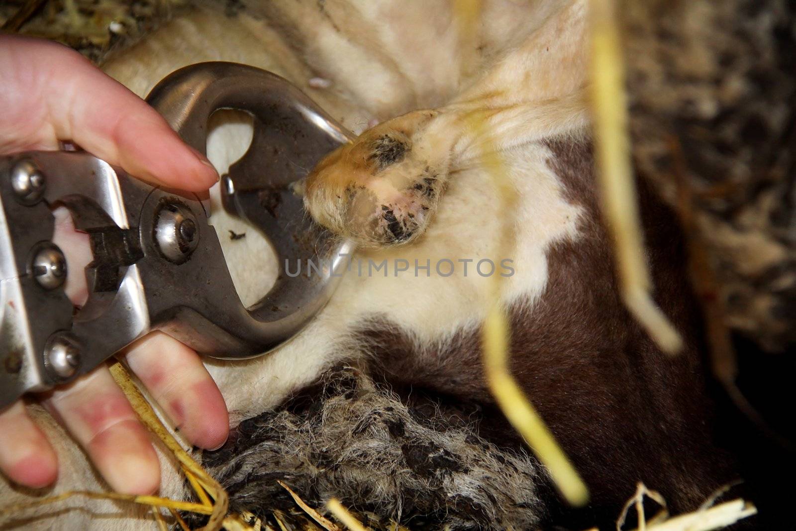 Castration of a bull calf by means of Burdizzo pliers