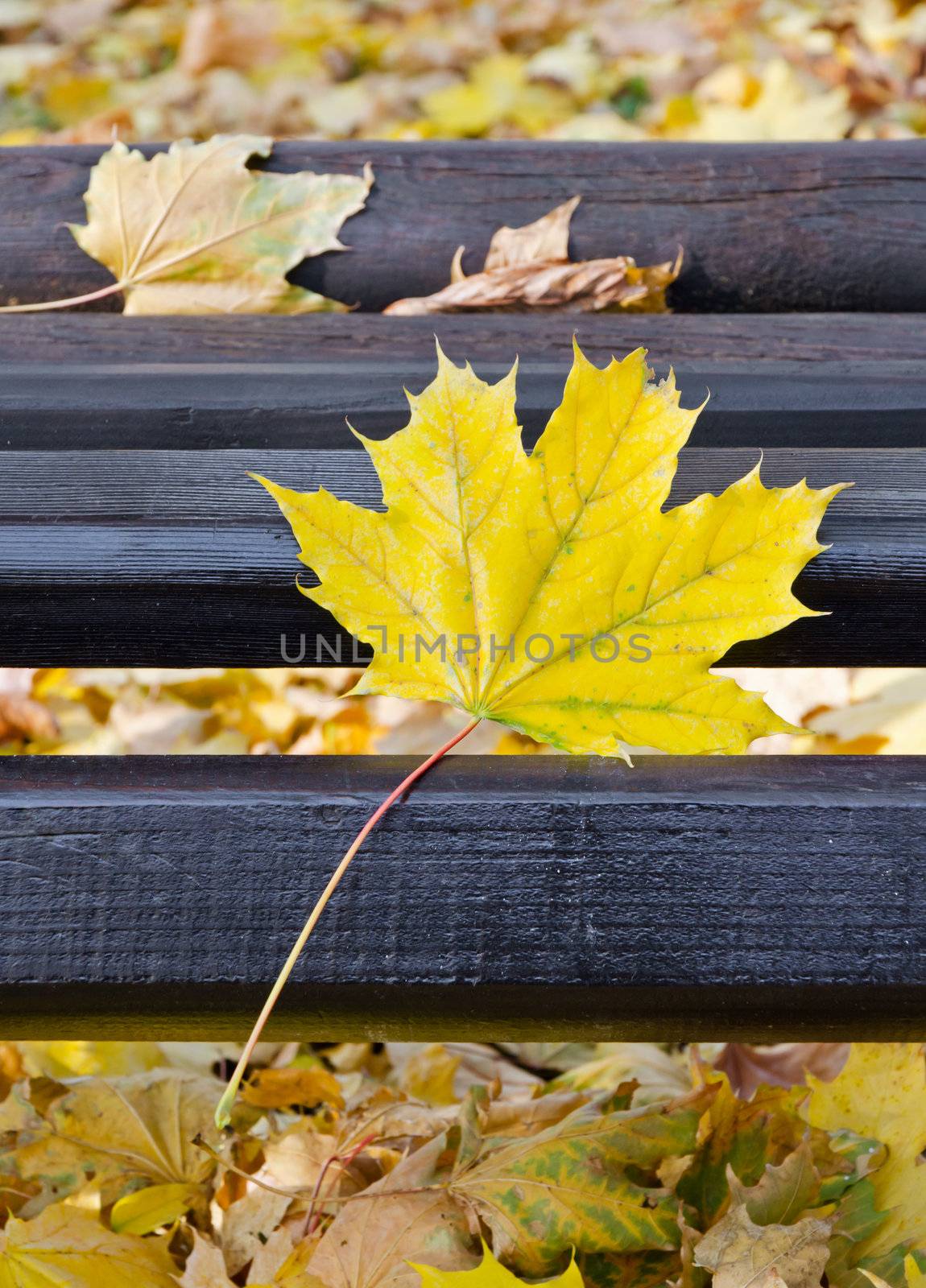 Closeup of Park bench in autumn, vertical shot