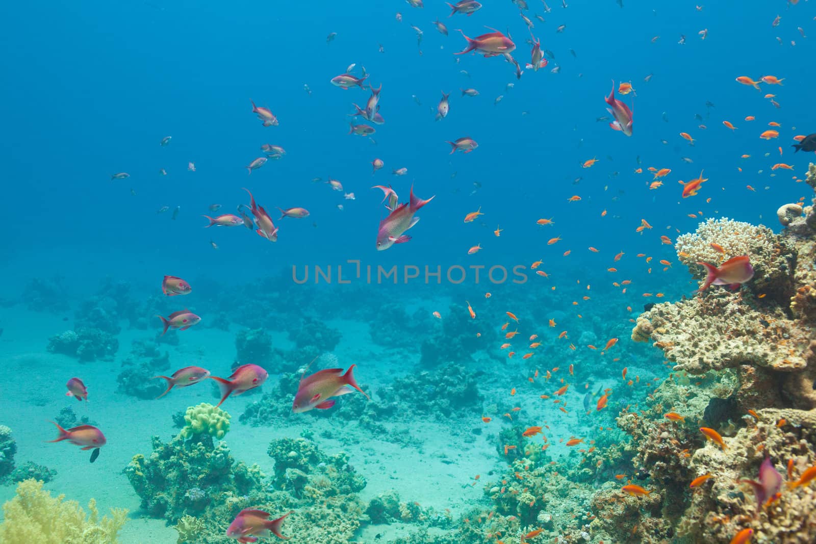 Scalefin anthias fish and corals in the sea by vsurkov