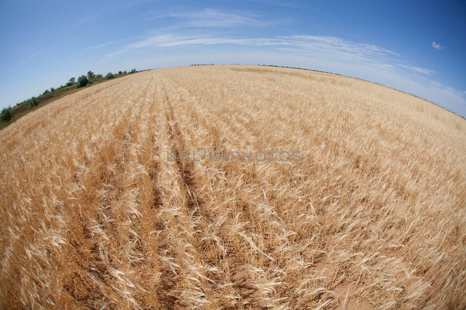 large field of wheat and blue sky