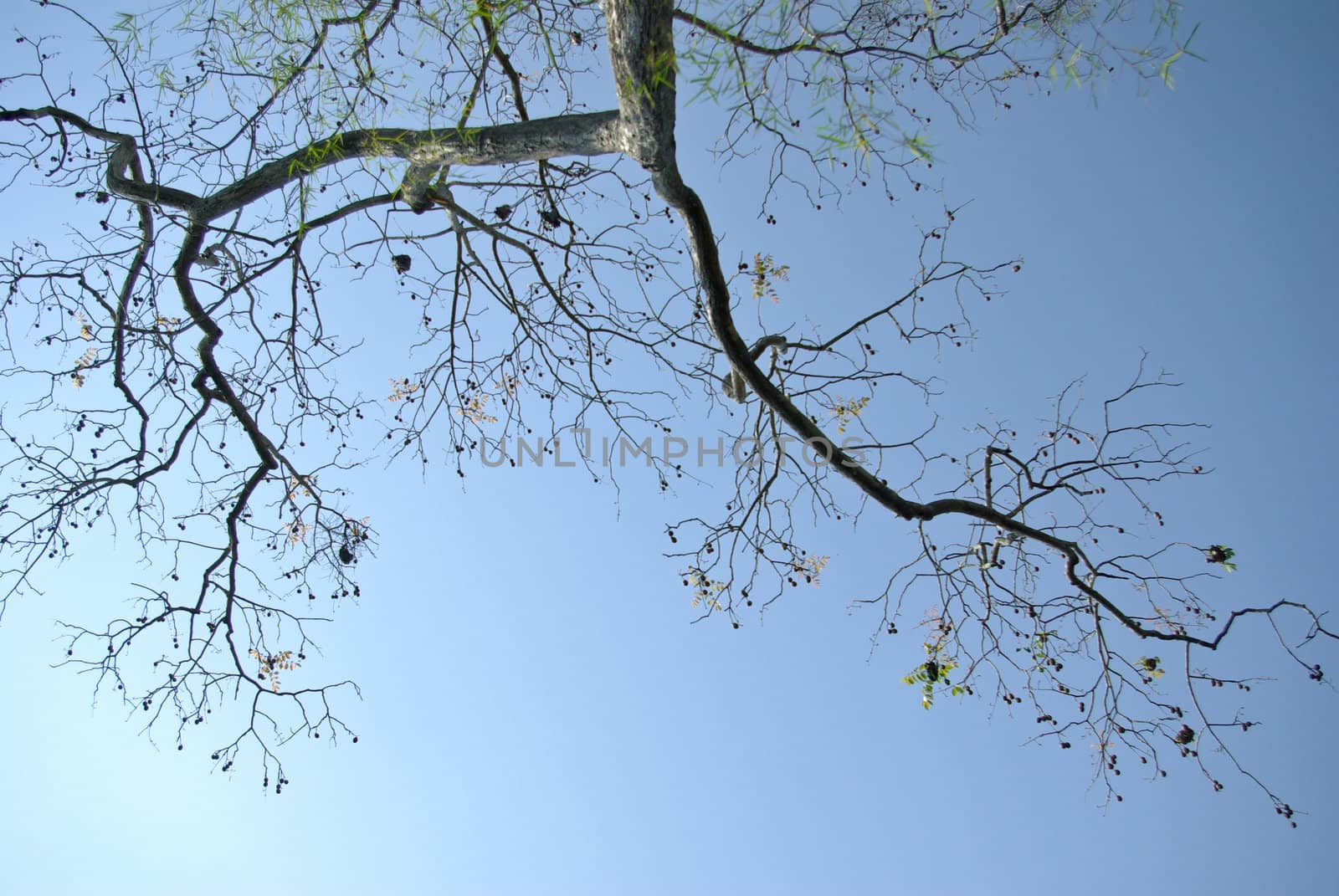 Tree branch with look up view