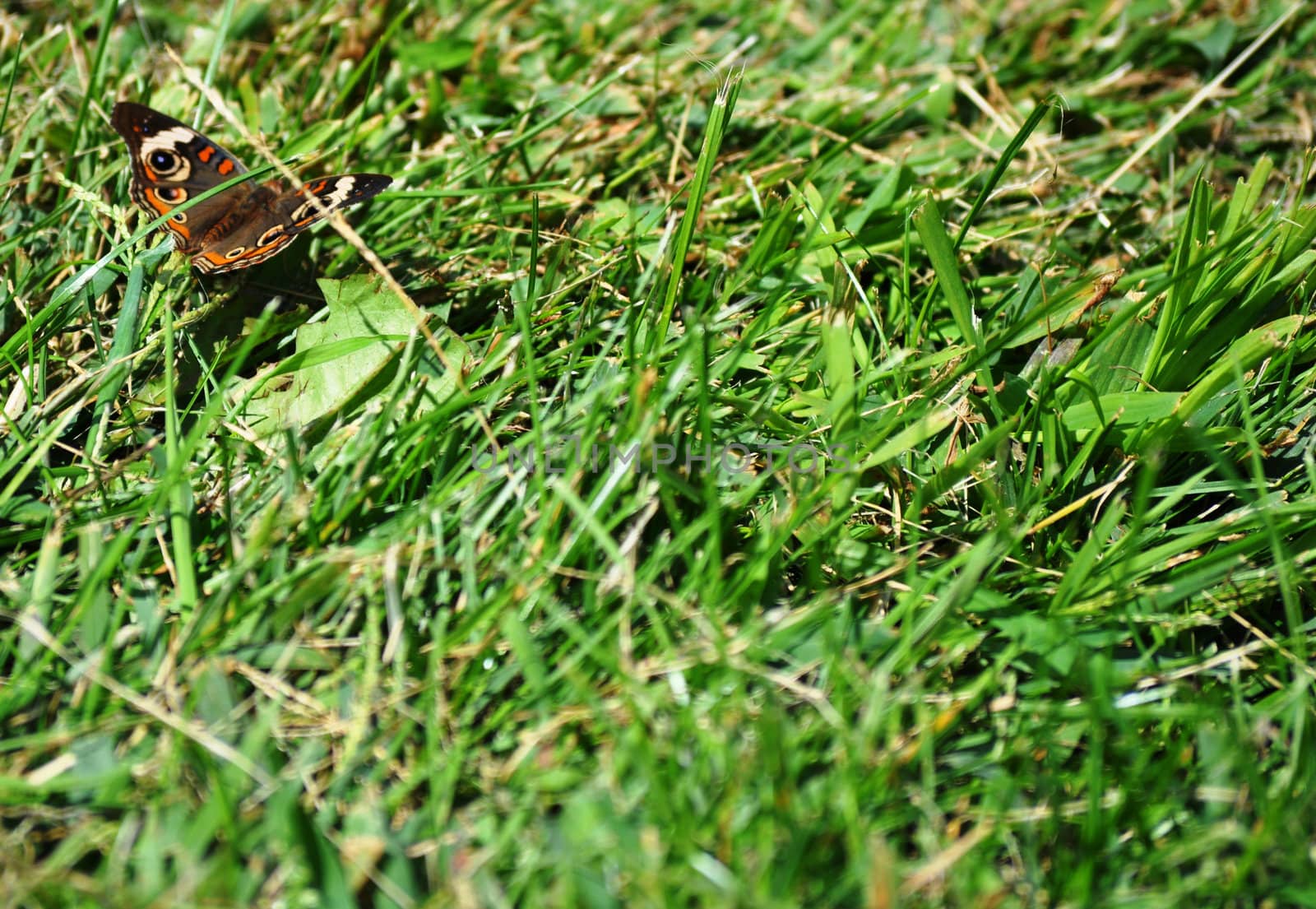 Butterfly on Grass Background